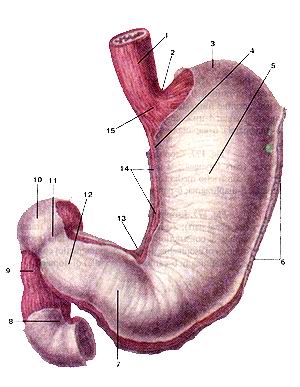 Рис. 178. Желудок (ventriculus, s. 
  gaster) и двенадцатиперстная
  кишка (duodenum). Вид спереди.
  1-пищевод (брюшная часть); 2-кардиальная вырезка желудка; 3-дно (свод) желудка 
  4-кардиальная (кардия) желудка; 5-передняя стенка; 6-большая кривизна; 7-привратниковая 
  (пи-лорическая) часть; 8-двенадцатиперстная кишка (горизонтальная часть); 9-нисходящая 
  часть двенадцатиперстной кишки; 10-верхняя часть двенадцатиперстной кишки; 11-зона 
  отверстия привратника (сфинктера привратника); 12-привратниковая пещера; 13-угловая 
  вырезка; 14-малая кривизна желудка; 15-пище-водно-желудочный переход (зона кардиального 
  отверстия).
  Fig. 178. fentriculus, s. gaster et duodenum. Вид спереди. 1-(o)esophagus (parsabdominalis); 
  2-incisura cardialis (ventriculi); 3-fundus gastricus; 4-pars cardiaca (gastrica); 
  5-paries anterior; 6-cur-vatura major; 7-pars pylorica; 8-duodenum (pars horizontalis); 
  9-pars descendens duodeni; 10-pars superior duodeni; ll-regio ostii pylori (musculisphincterispylorici); 
  12-antrumpyloricum; 13-incisuraangu-laris; 14-curvatura minor; 15-regio ostii 
  cardiacum.
  Fig. 178. Stomach and duodenum. Anterior aspect. 1-esophagus (abdominal part); 
  2-cardial notch (of stomach); 3-fundus of stomach; 4-cardiac part (cardia) of 
  the stomach; 5-anteriorwall; 6-greater curvature; 7-pyloric part; 8-duodenum 
  (horizontal part); 9-descending part of the duodenum; 10-superior part of the 
  duodenum; 11-zone of pyloric orifice (of pyloric sphincter); 12-pyloricantrum; 
  13-angular incisure; 14-lesser curvature; 15-esophagogastrical transition (zone 
  of cardiac orifice).